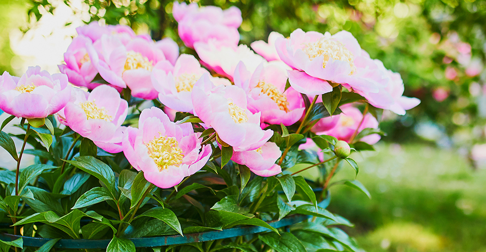 peony bush in the Arb with pink flowers