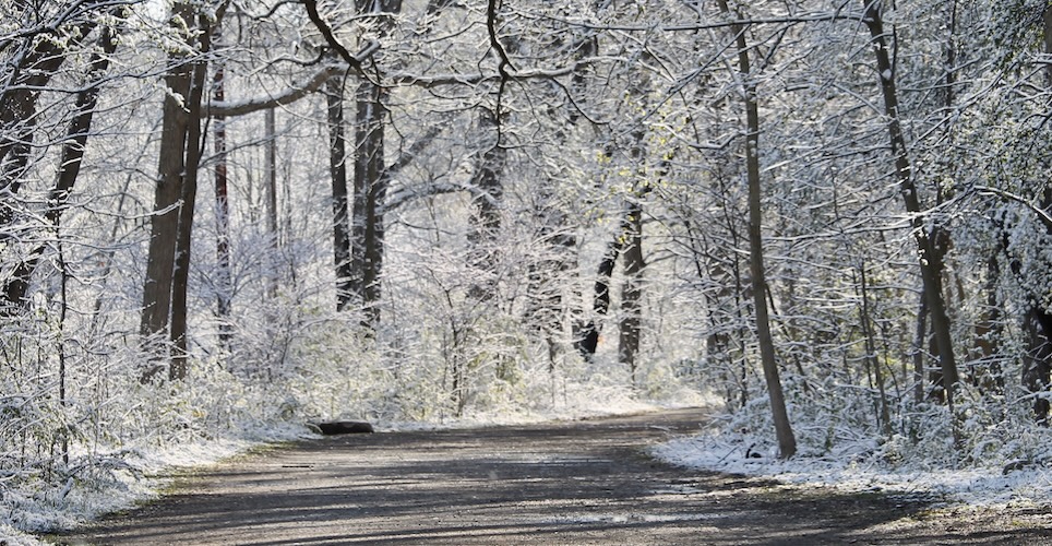 Snowy wooded path 