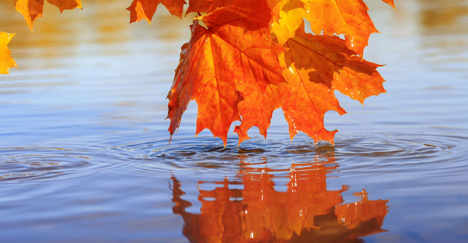 leaves in a pond