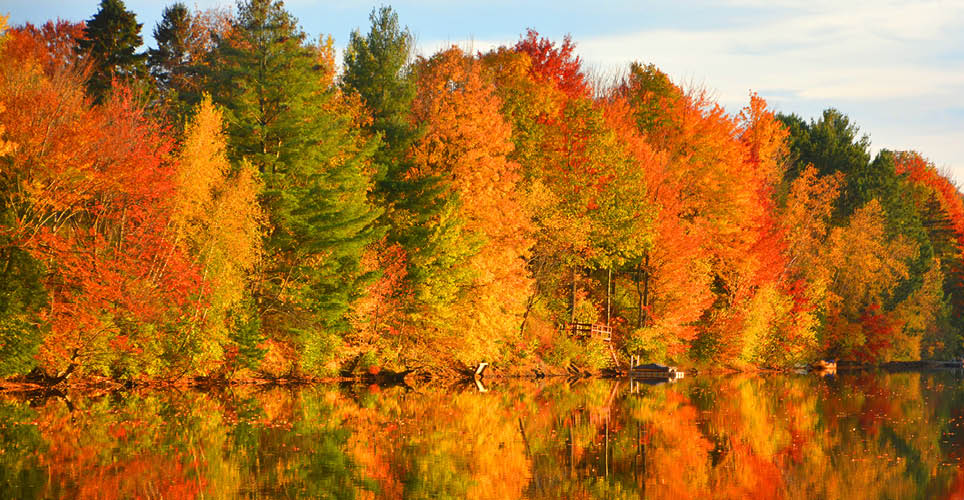 fall trees overlooking a lake