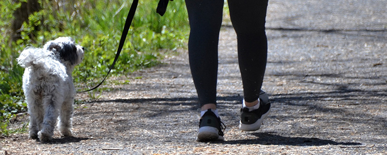 A person walking a dog