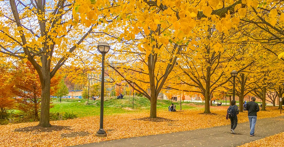 Vibrant yellow leaves and a walking path on the north campus of U-M in an area called the Grove